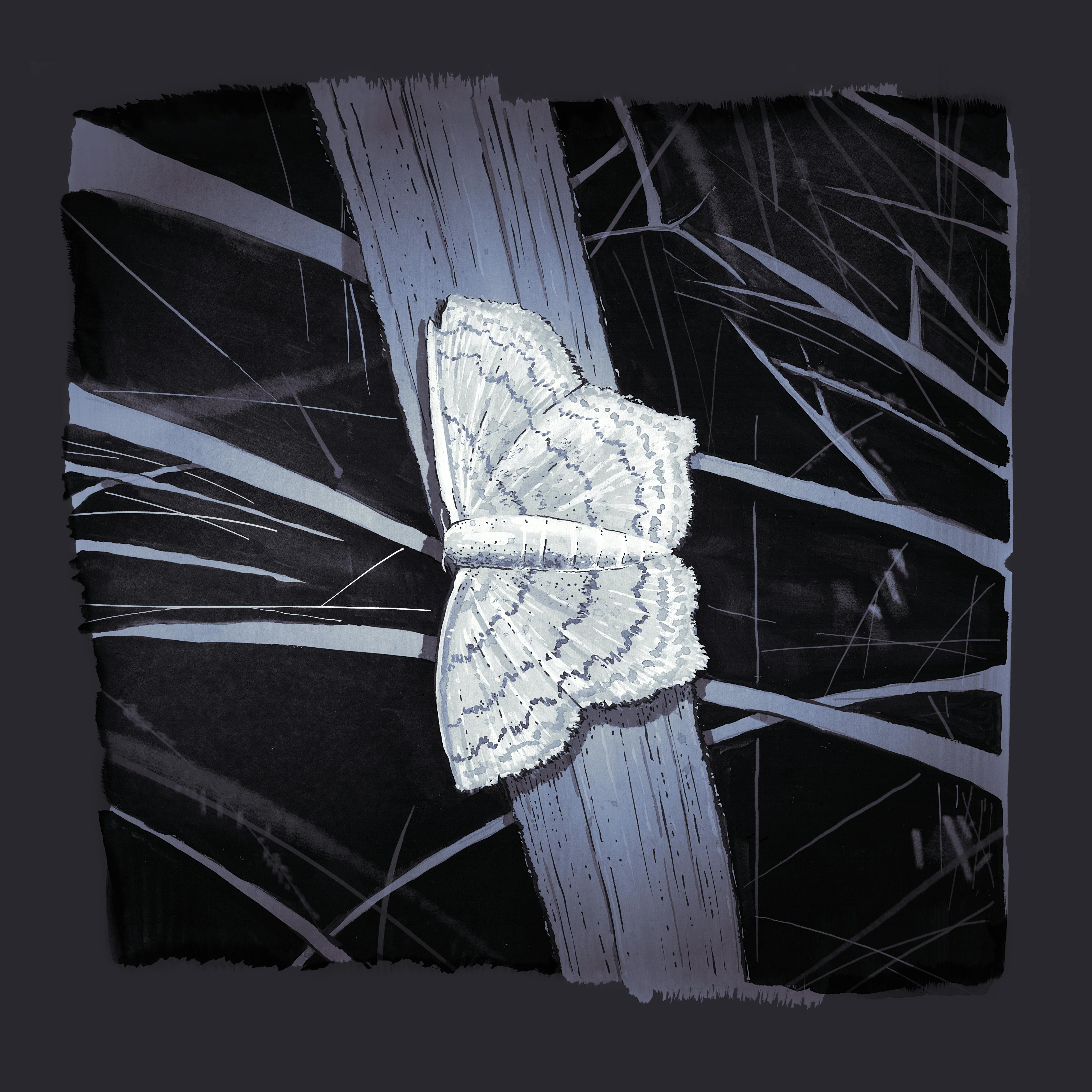 Moth: a gouache and ink drawing