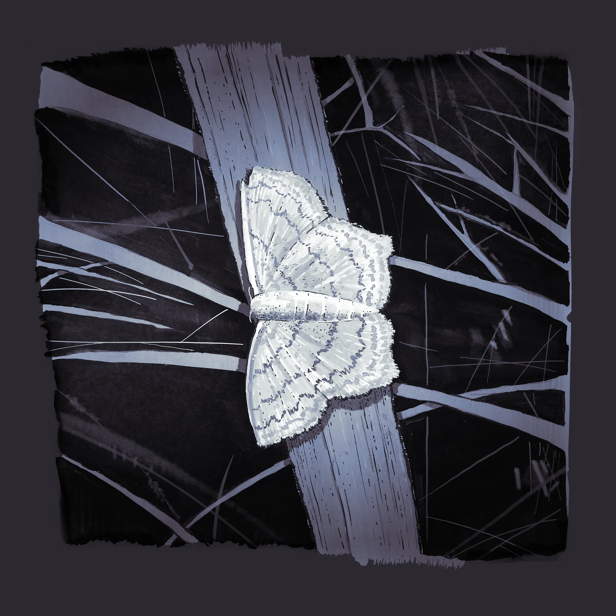 Jay Perry | Working notes: Moth