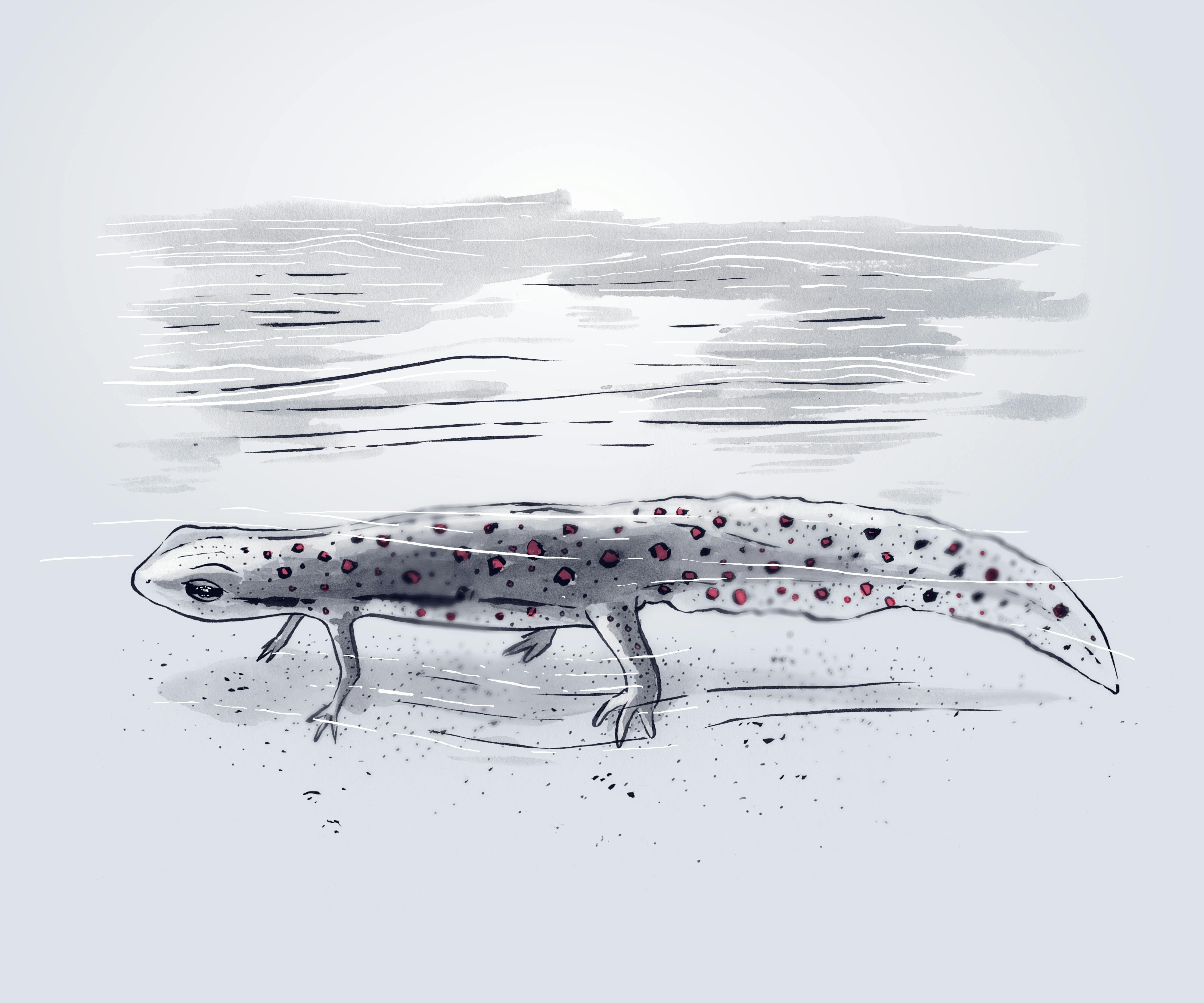 An ink wash drawing of a newt in water, from the Patapsco illustrations series