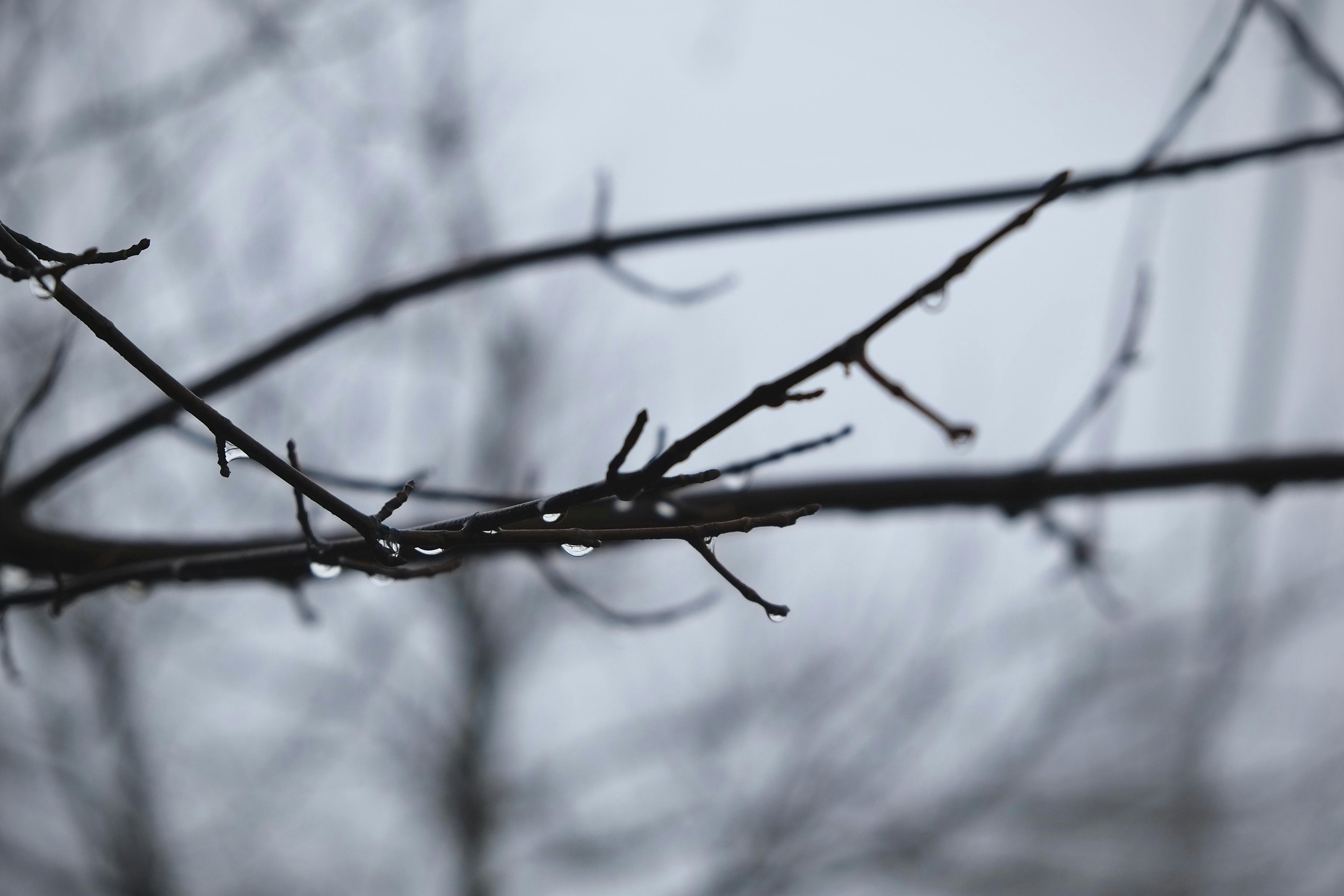 Droplets of water on tree branches in the fog