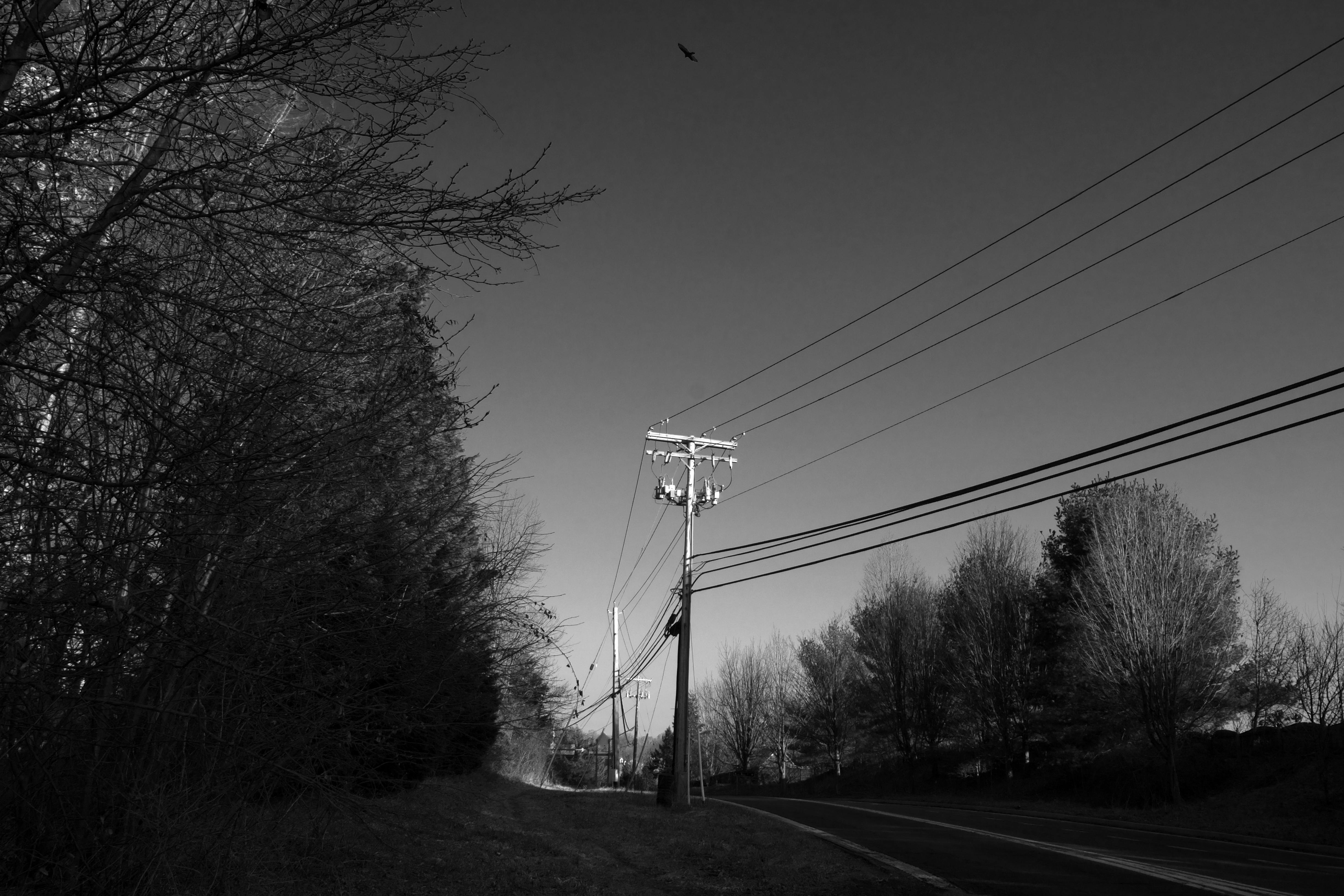 Black and white photo of telephone poles and overhead power lines running alongside a tree-lined back road. Morning sunlight highlights the top of the nearest pole.