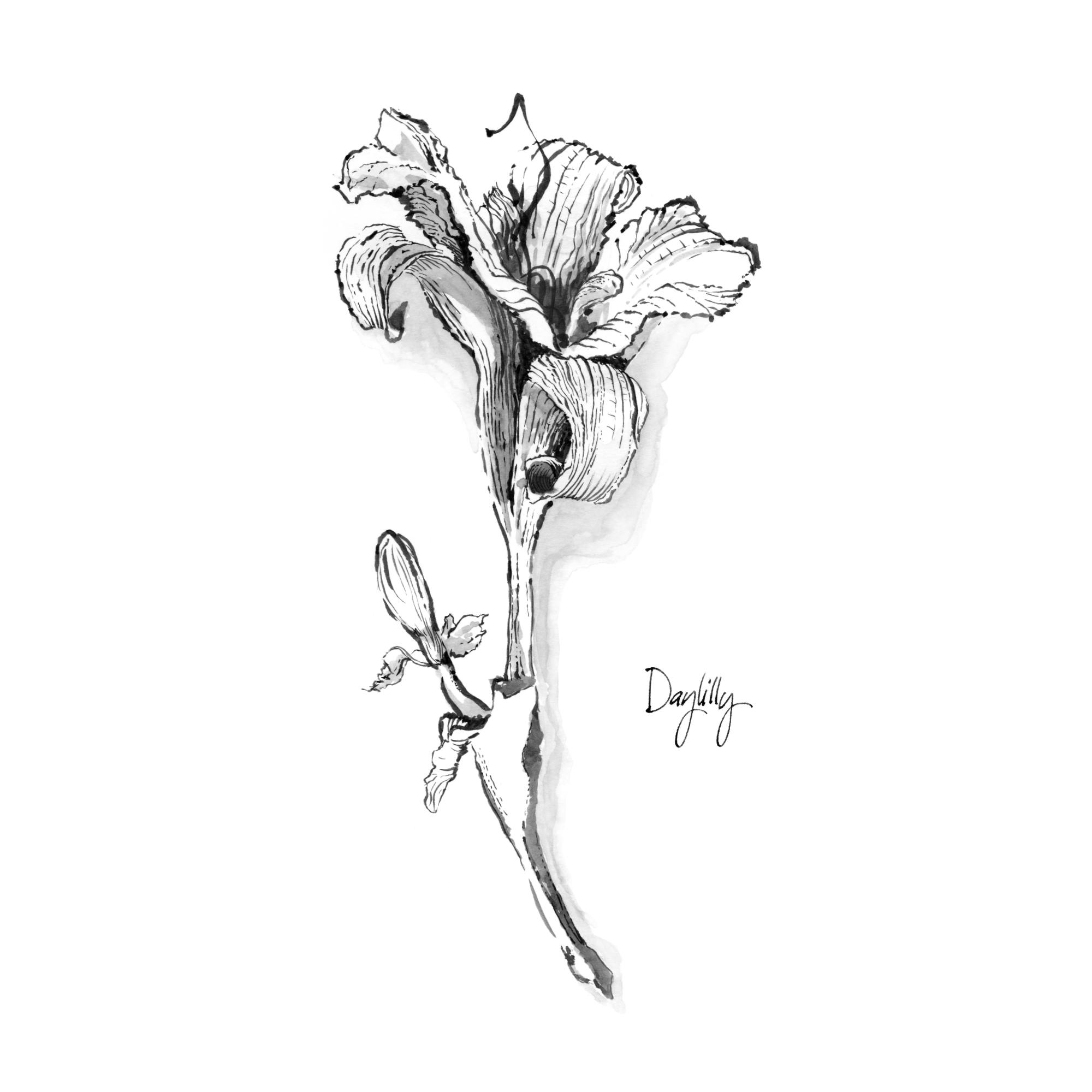 Daylily