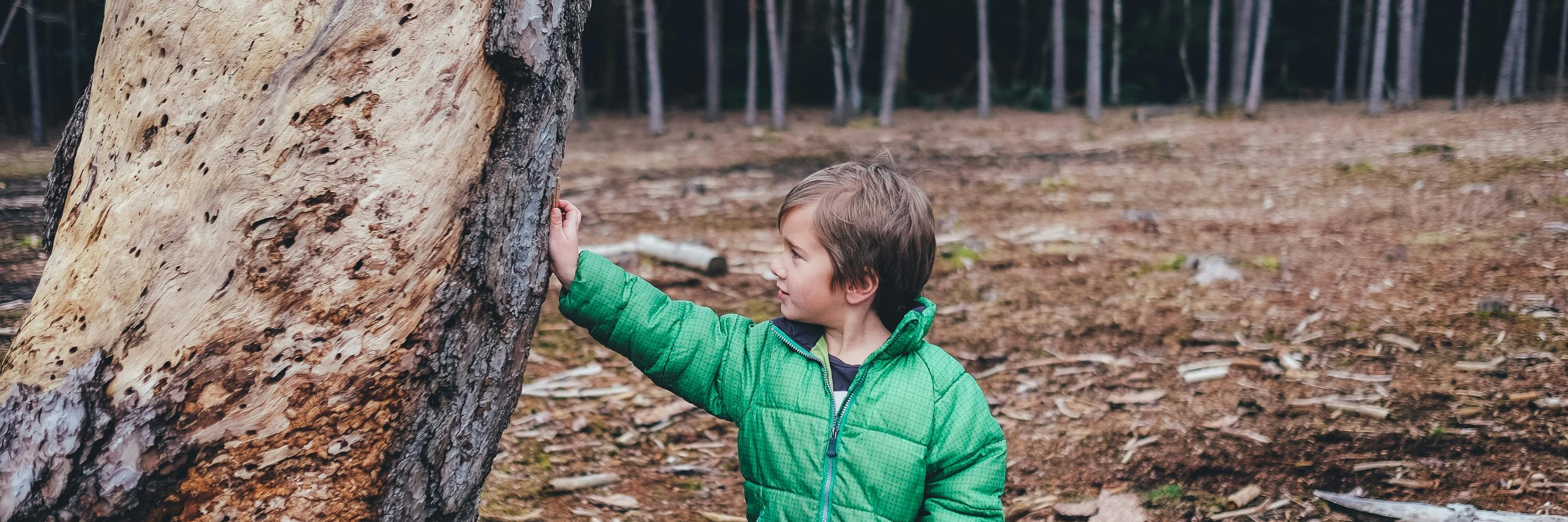 Kind im Wald berührt Baum