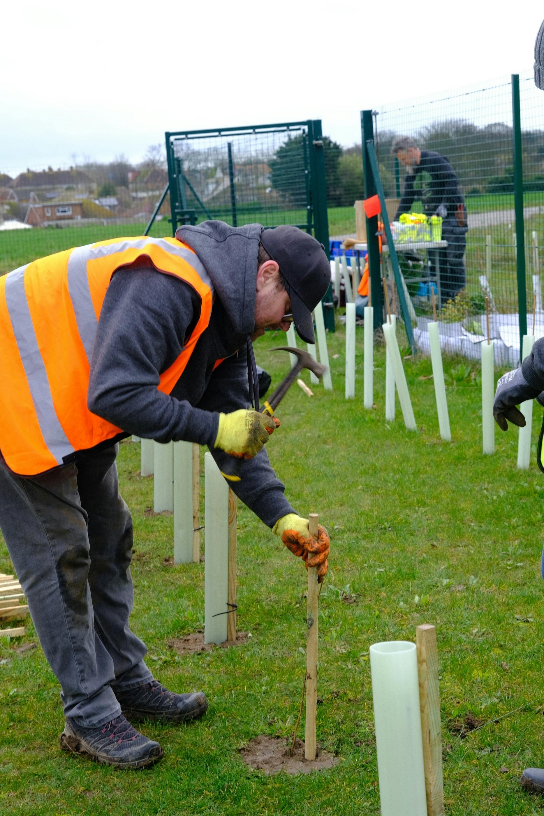 Jodie hammering in stake into grass to support young tree