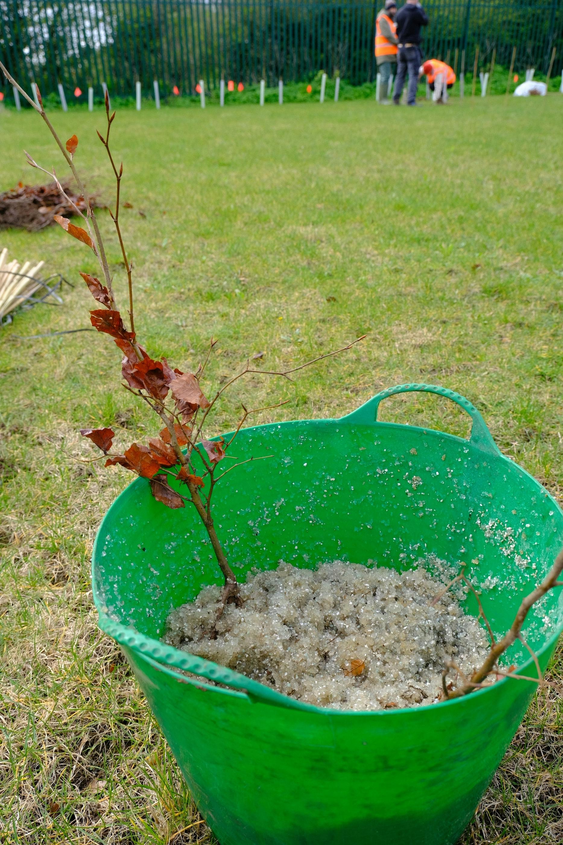 Young birch tree in pot of nutrients prior to planting