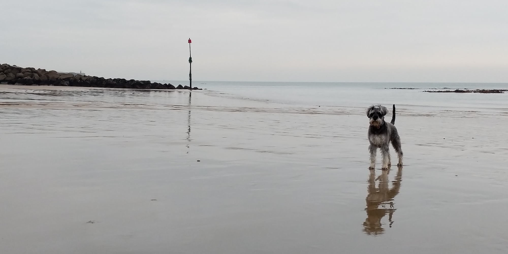 Maisie Dog on sandy Folkestone beach