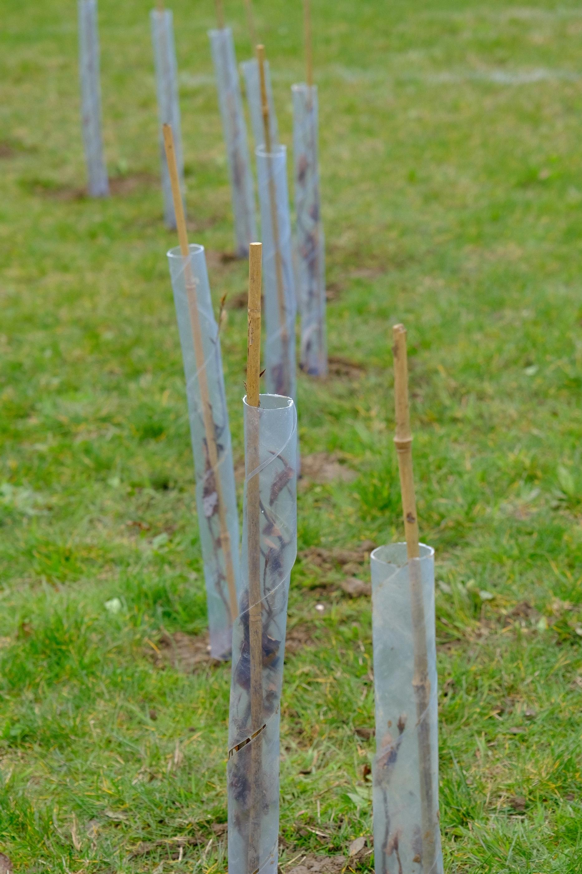 completed section of trees planted for new woodland