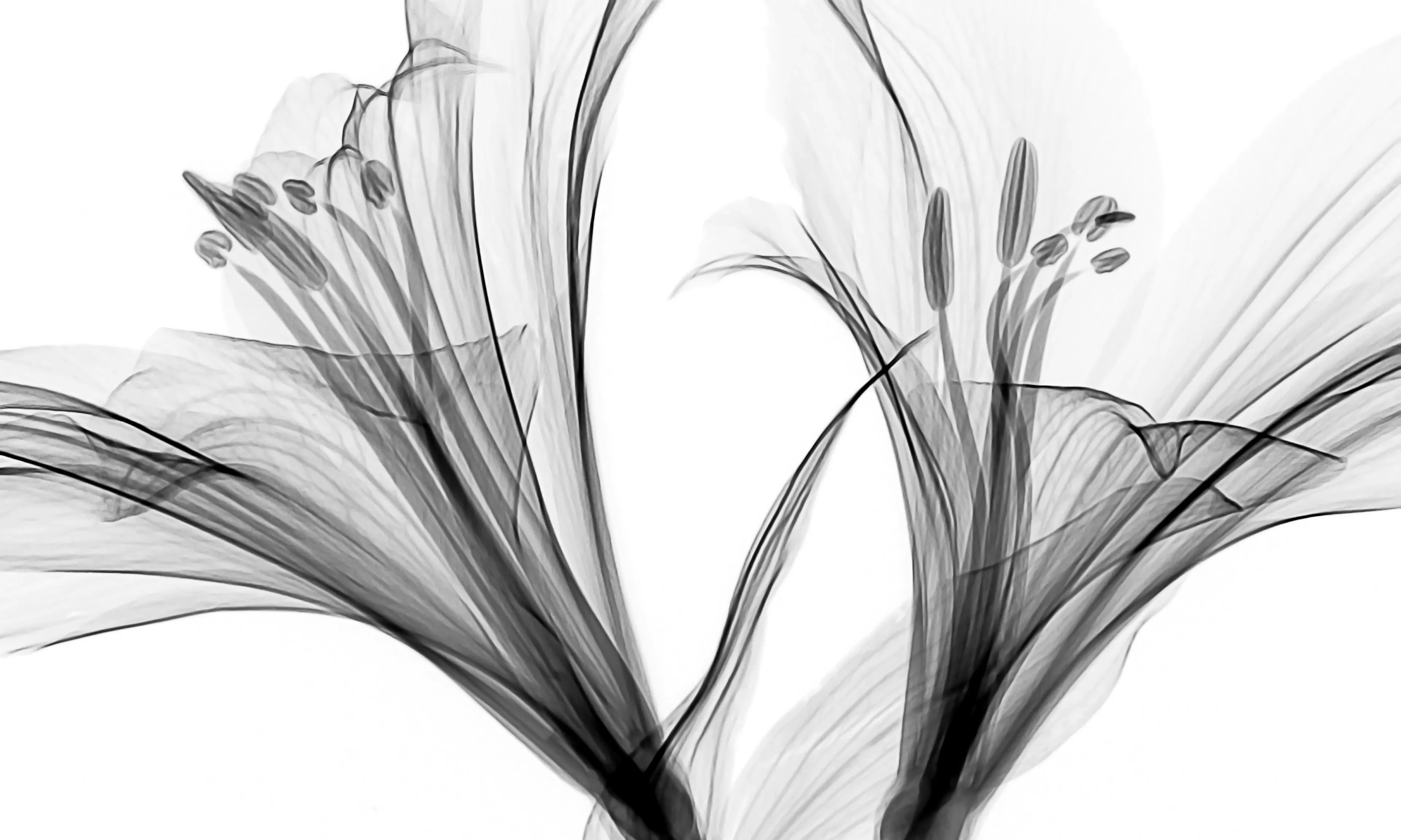 xray of a flower