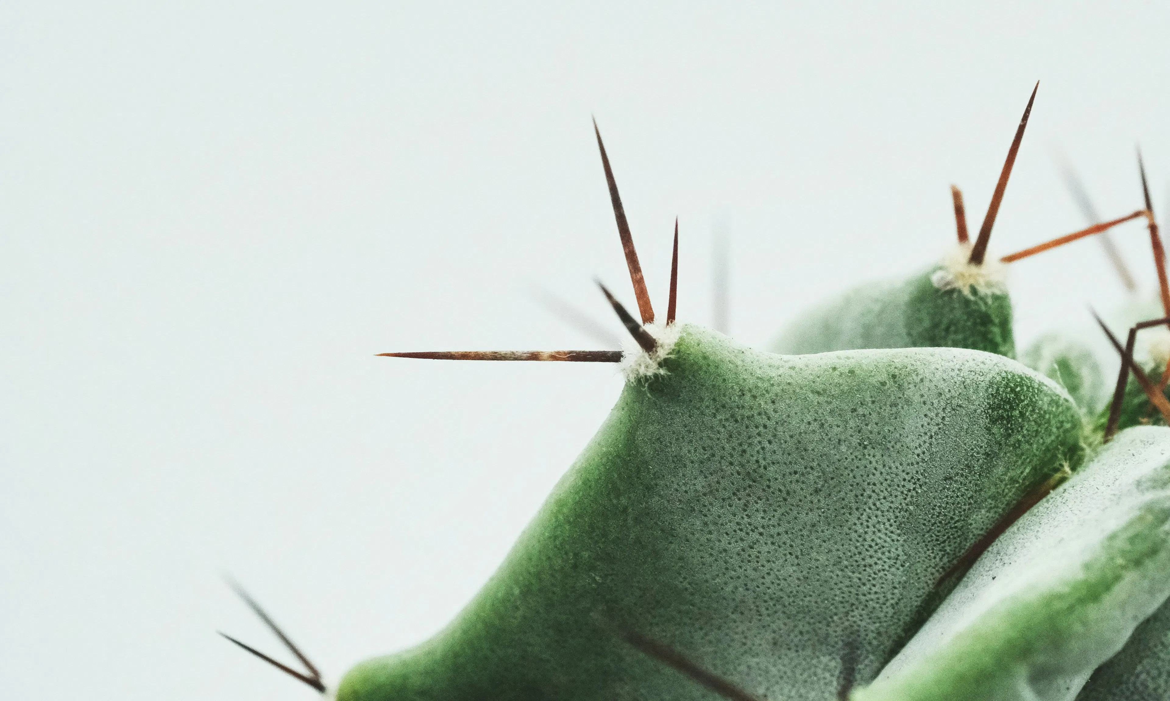 cactus close up