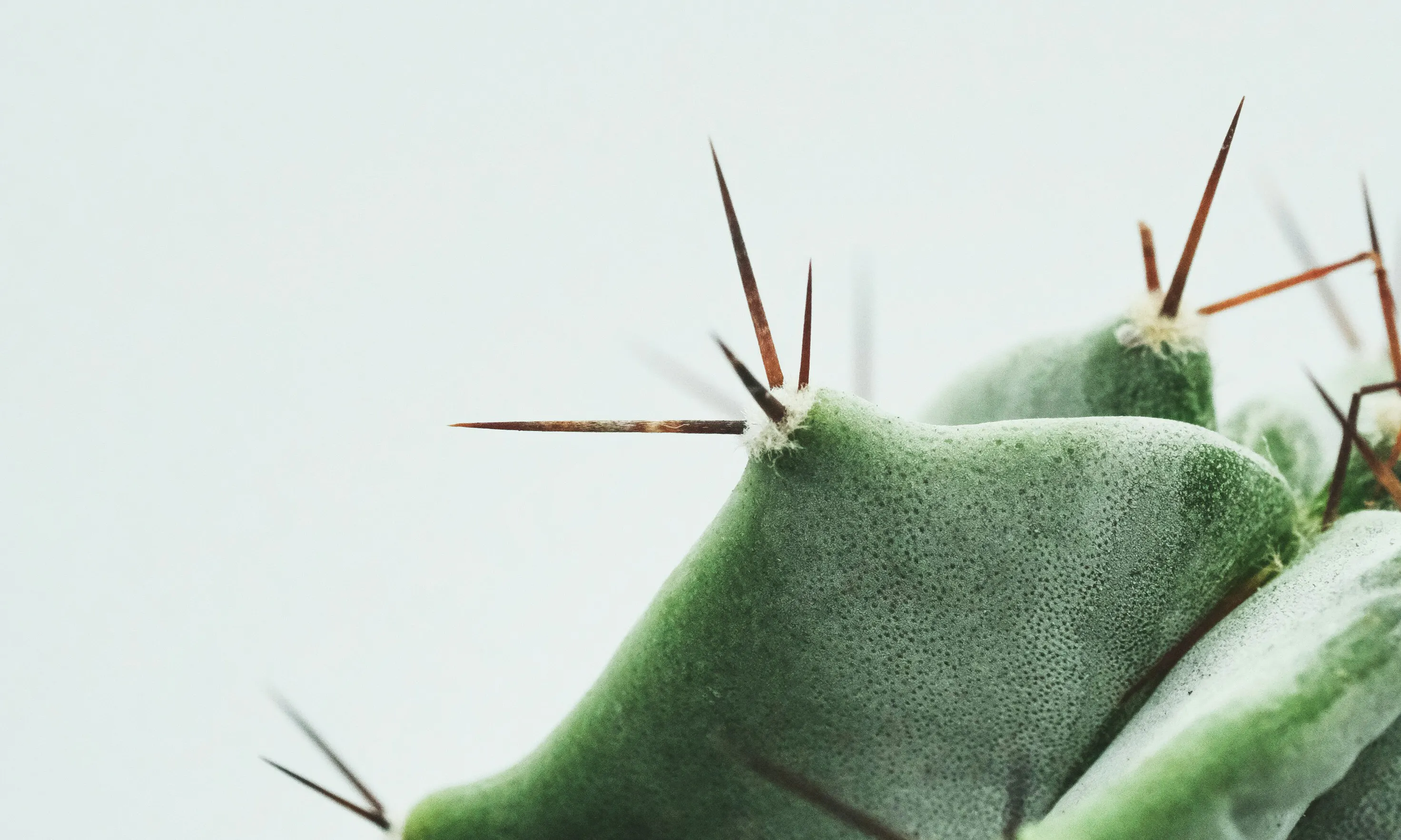 cactus close up