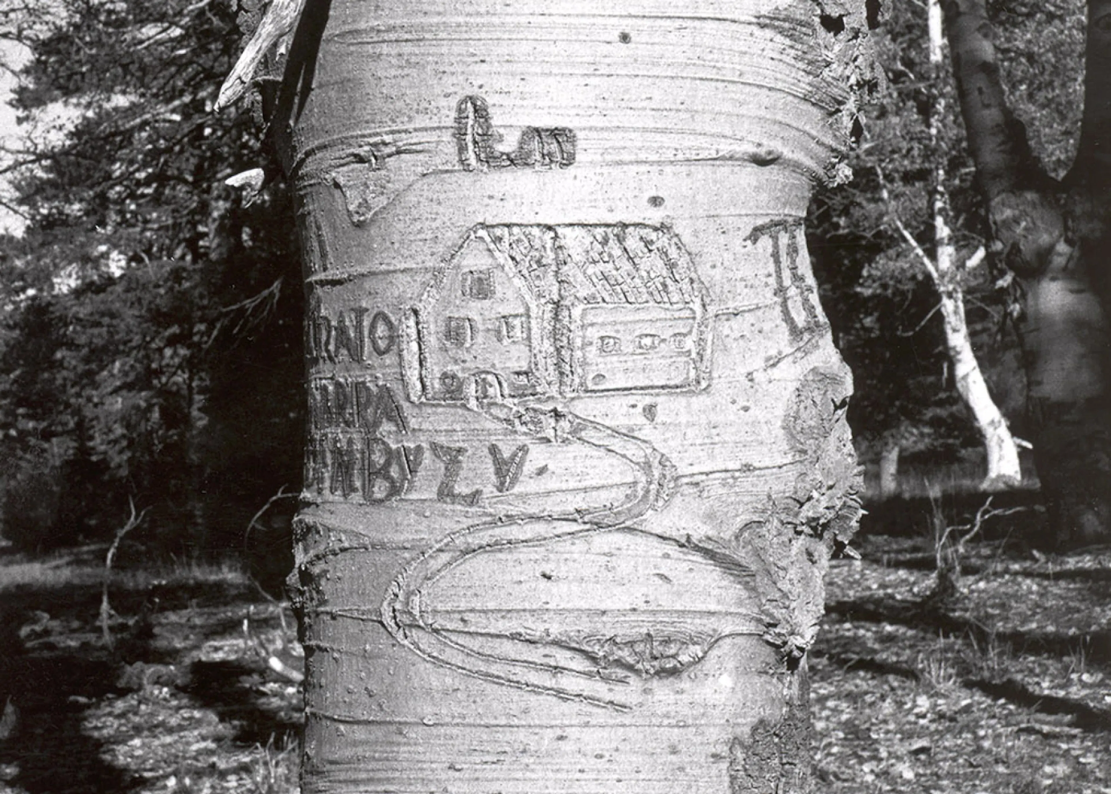 image of house carved into aspen tree