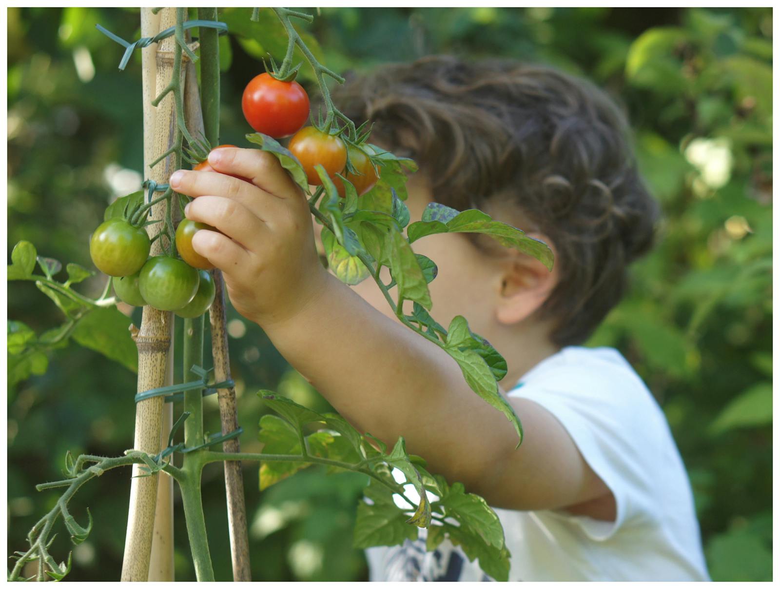 cueillette de tomates en famille
