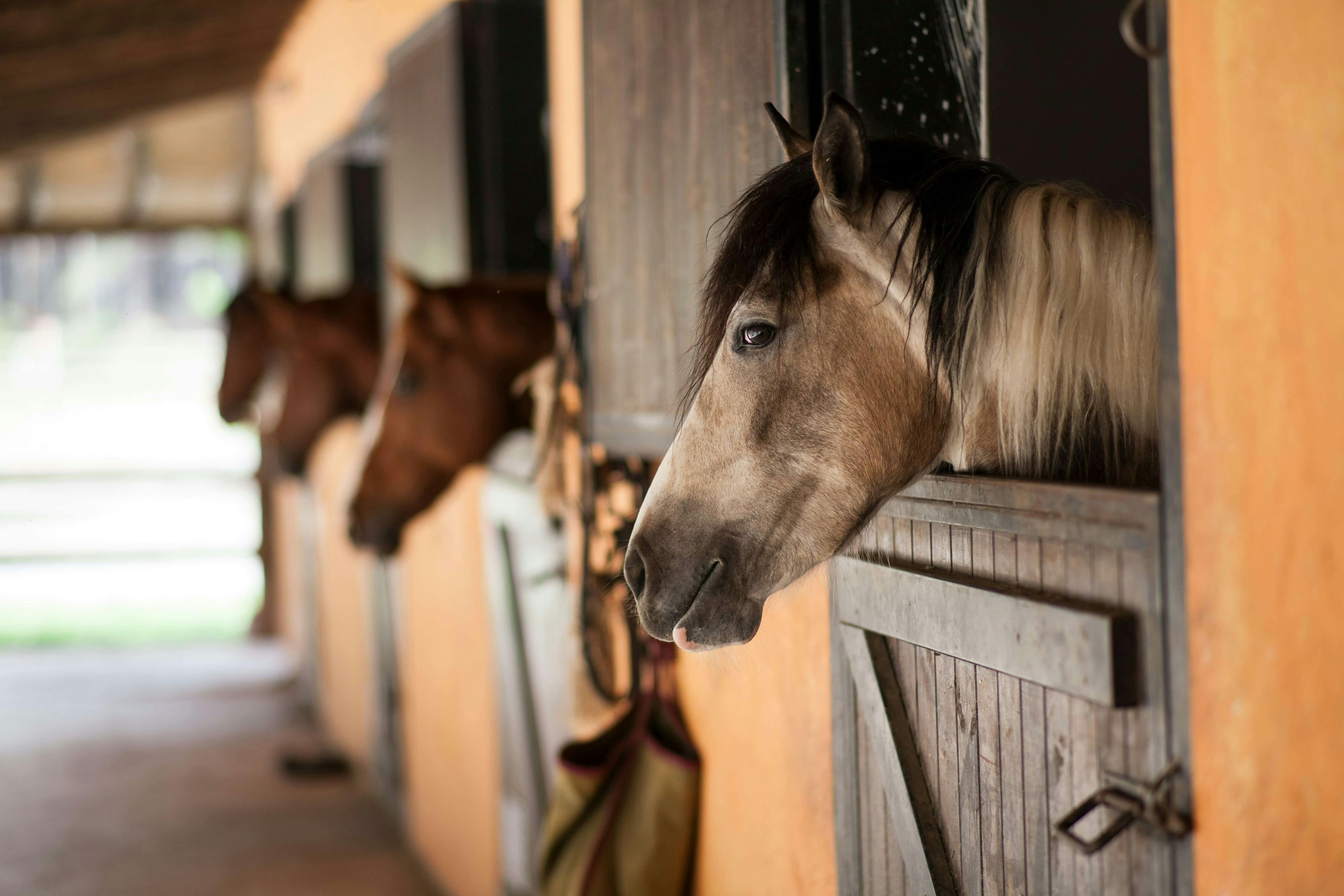 Séjour en famille avec cours équitation