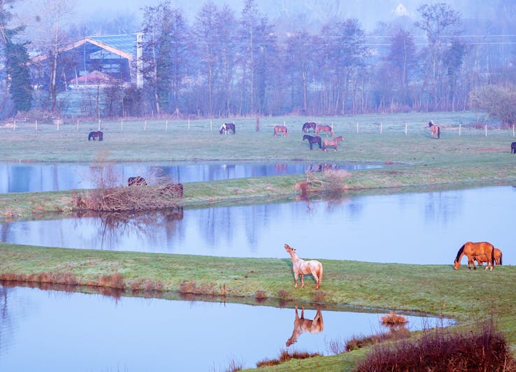 Séjour avec les animaux