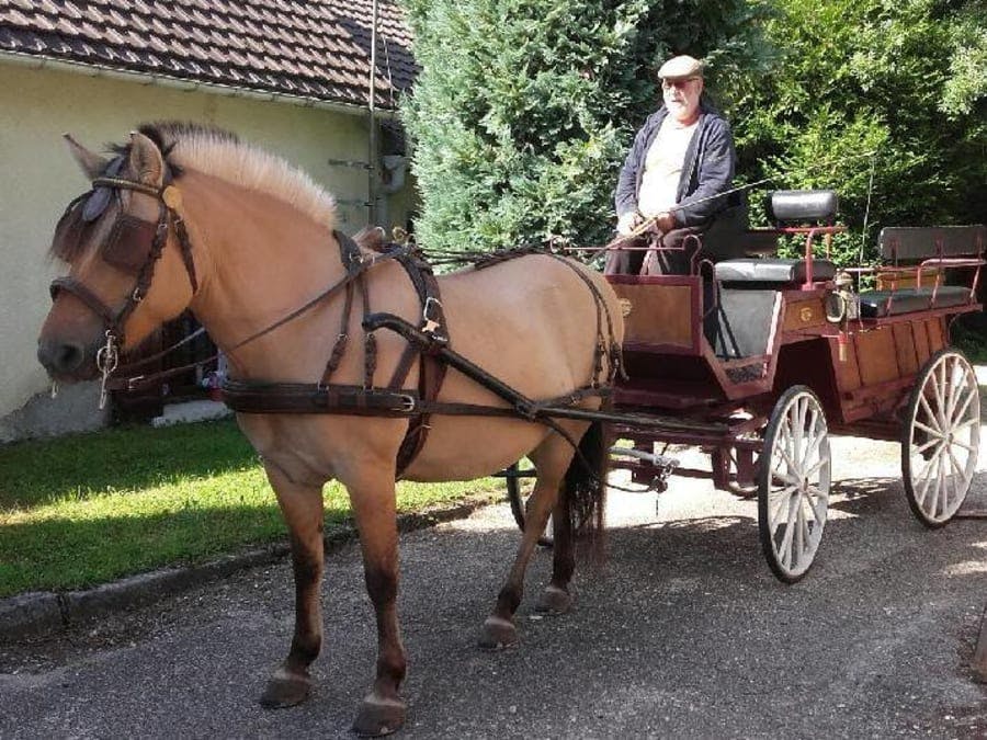 Balade avec animaux proche du gîte 