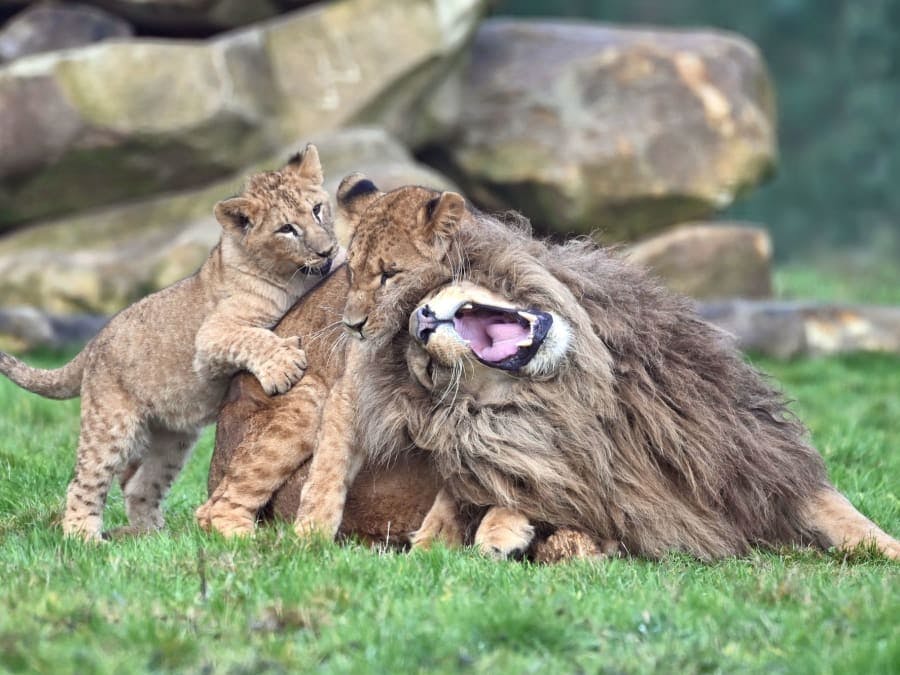 Visite parc animalier Lumigny pour familles
