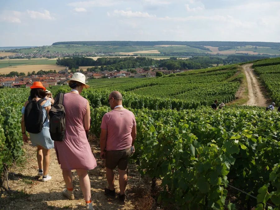 Visite vignobles Champagne