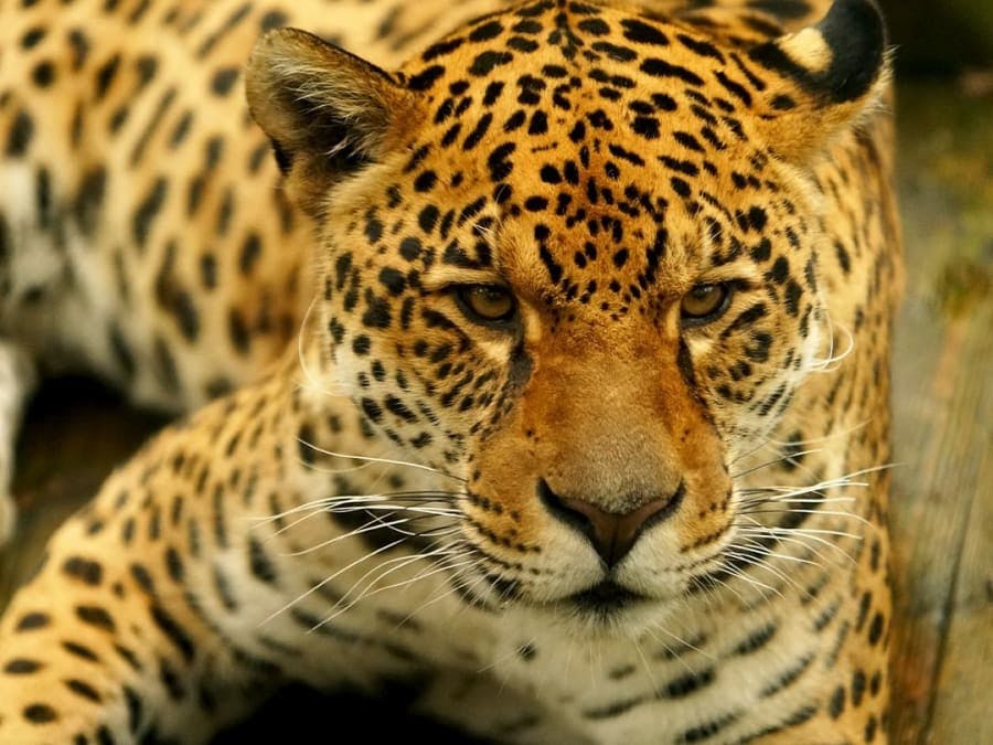Visite parc animalier Crécy 
