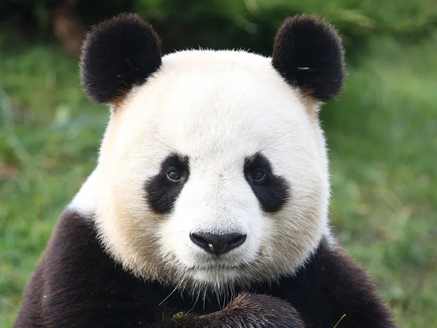 visite du zoo de Beauval