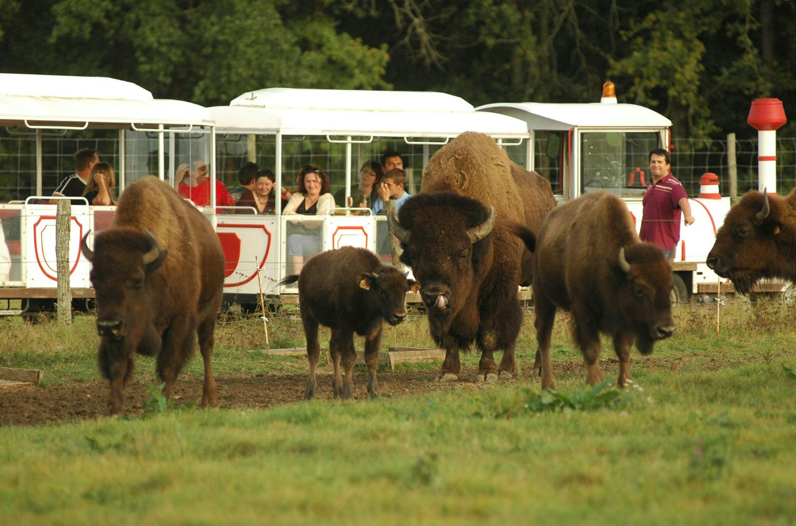 Safari train Loir et cher
