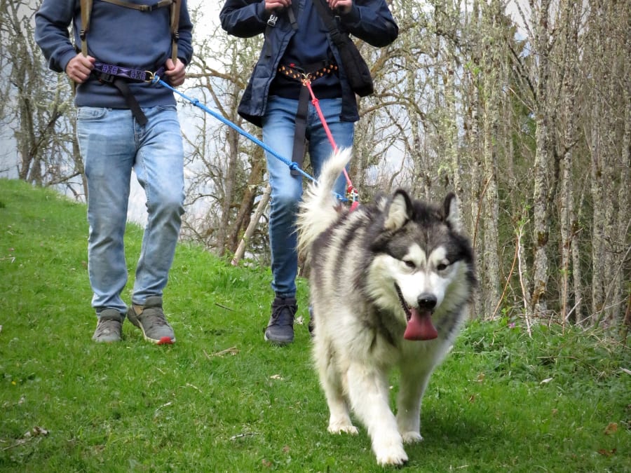 cani rando morzine en famille