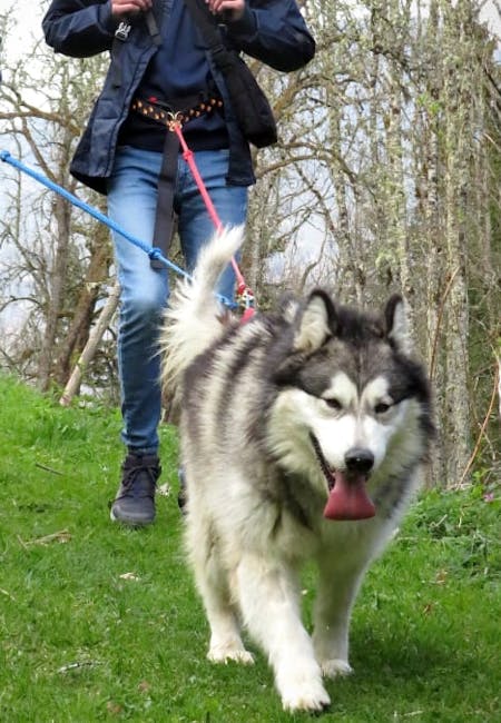 cani rando morzine en famille