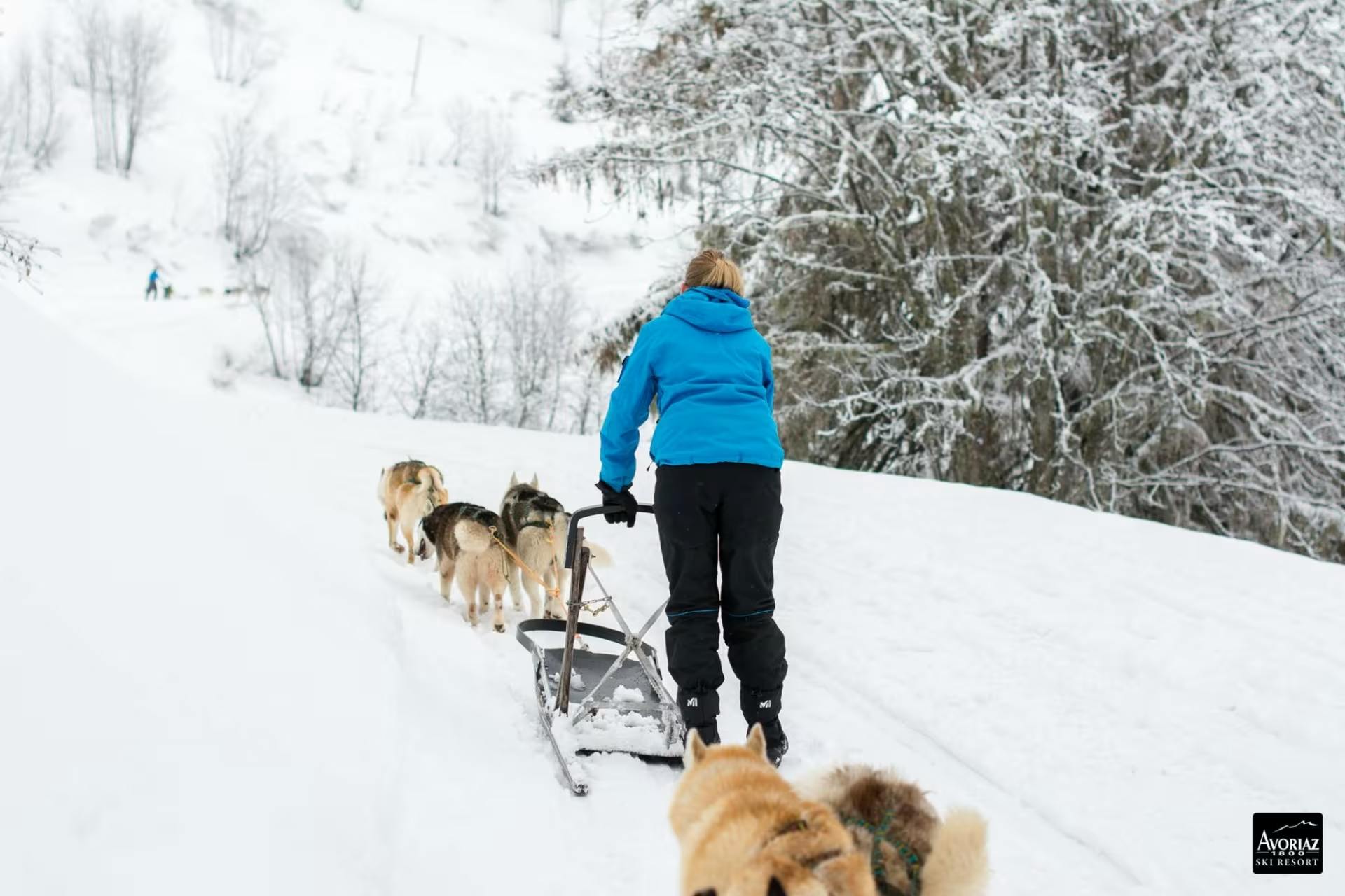 conduite de chiens de traineau dès 6 ans Avoriaz