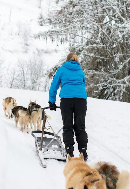 conduite de chiens de traineau dès 6 ans Avoriaz