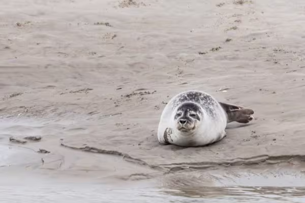 randonnée en famille avec observation des phoques sur la baie de somme