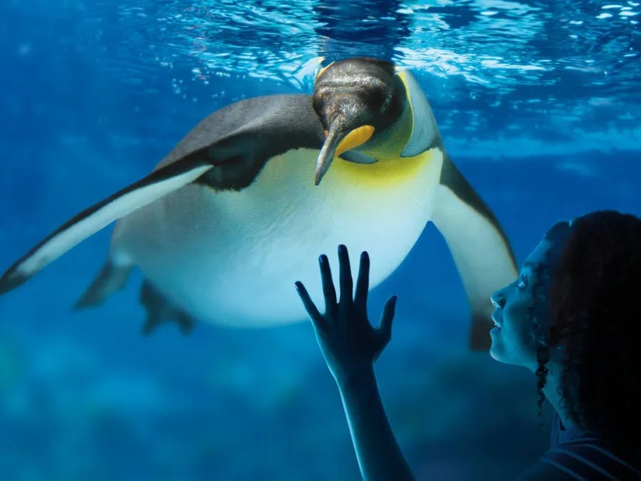 aquarium en famille 77 Sea Life