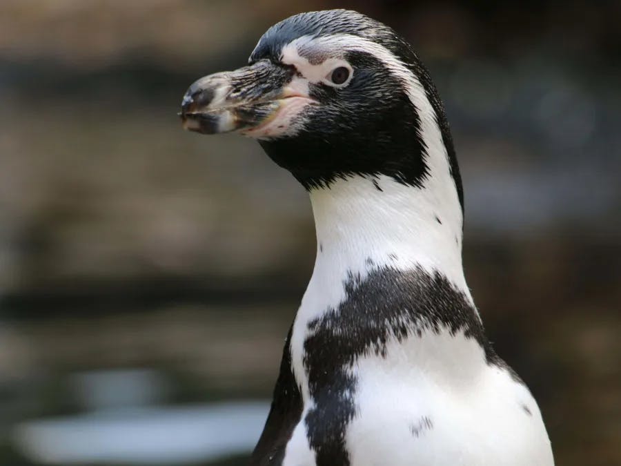Activité pour familles au zoo