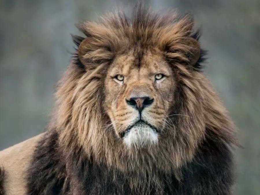 Zoo proche Disneyland Paris