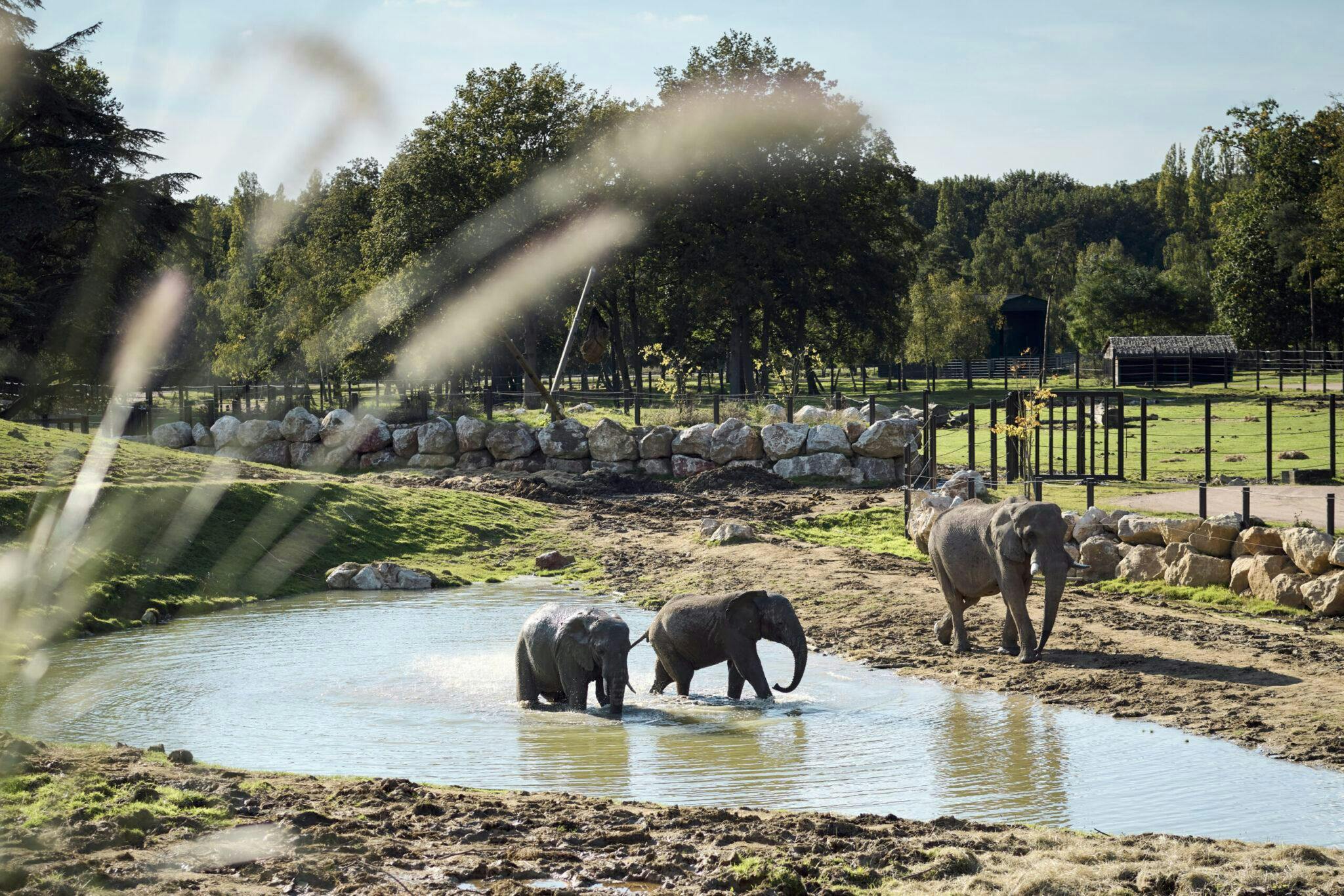 éléphants au Zoo de thoiry