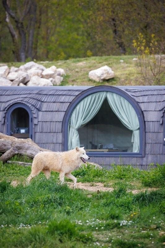 Dormir avec les loups au zoo en famille
