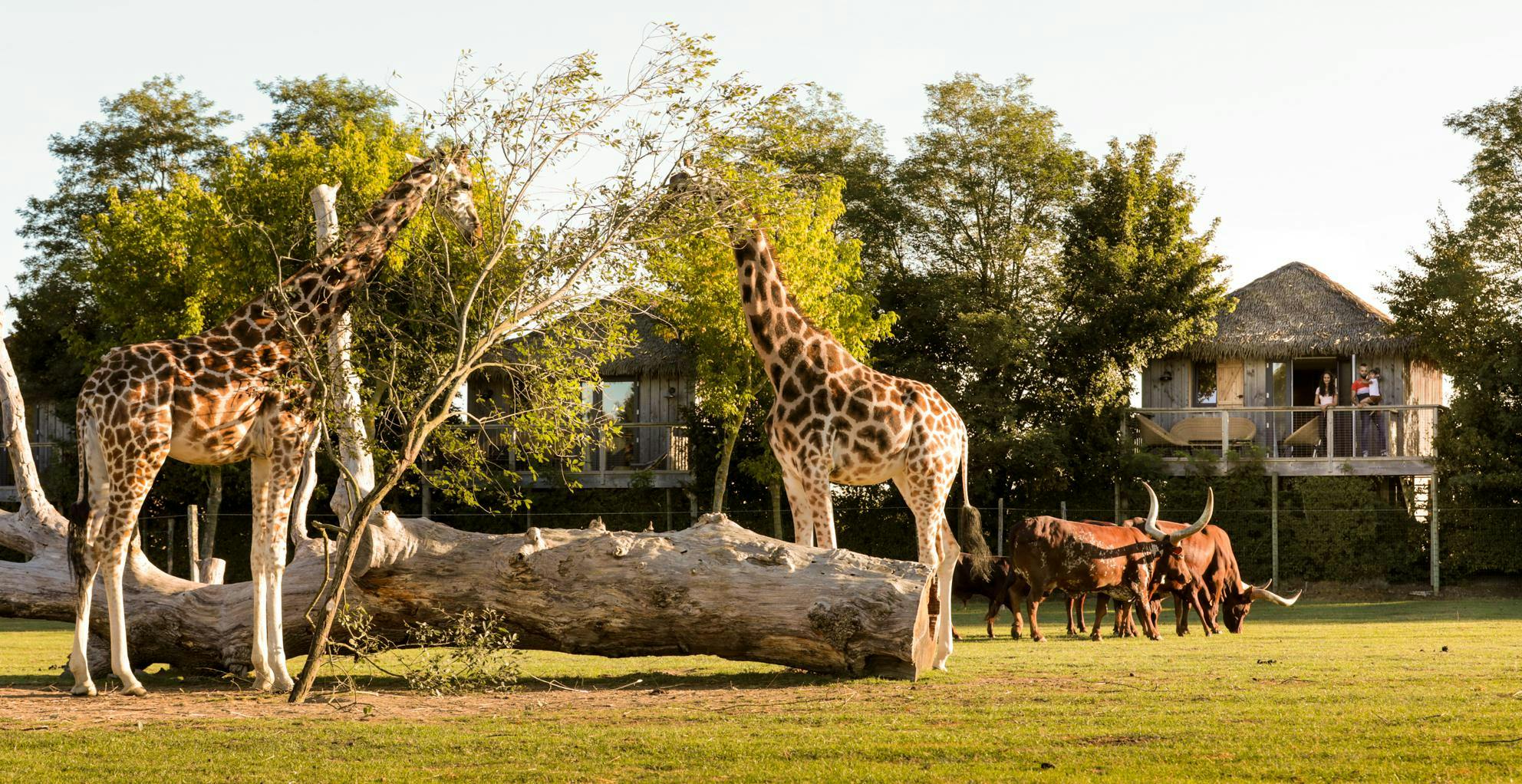 Dormir avec les girafes Zoo Boissière Doré