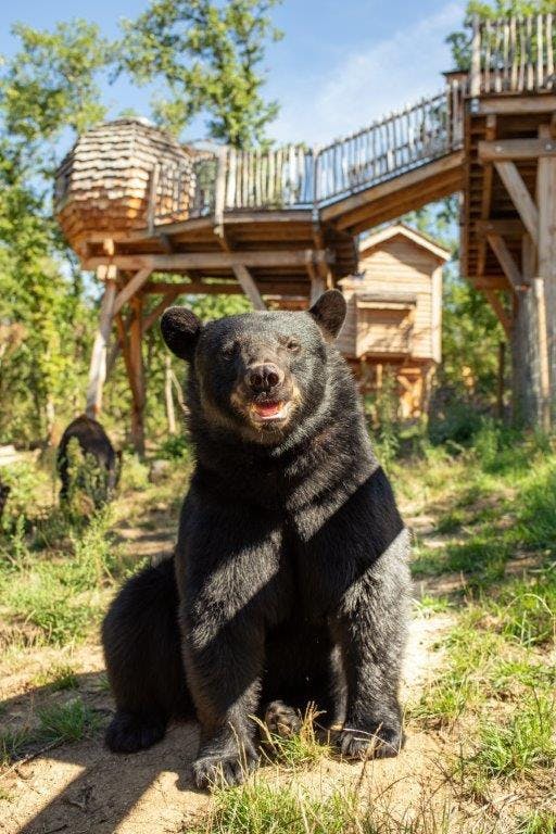 Nuit avec les Ours Zoo de Paugres