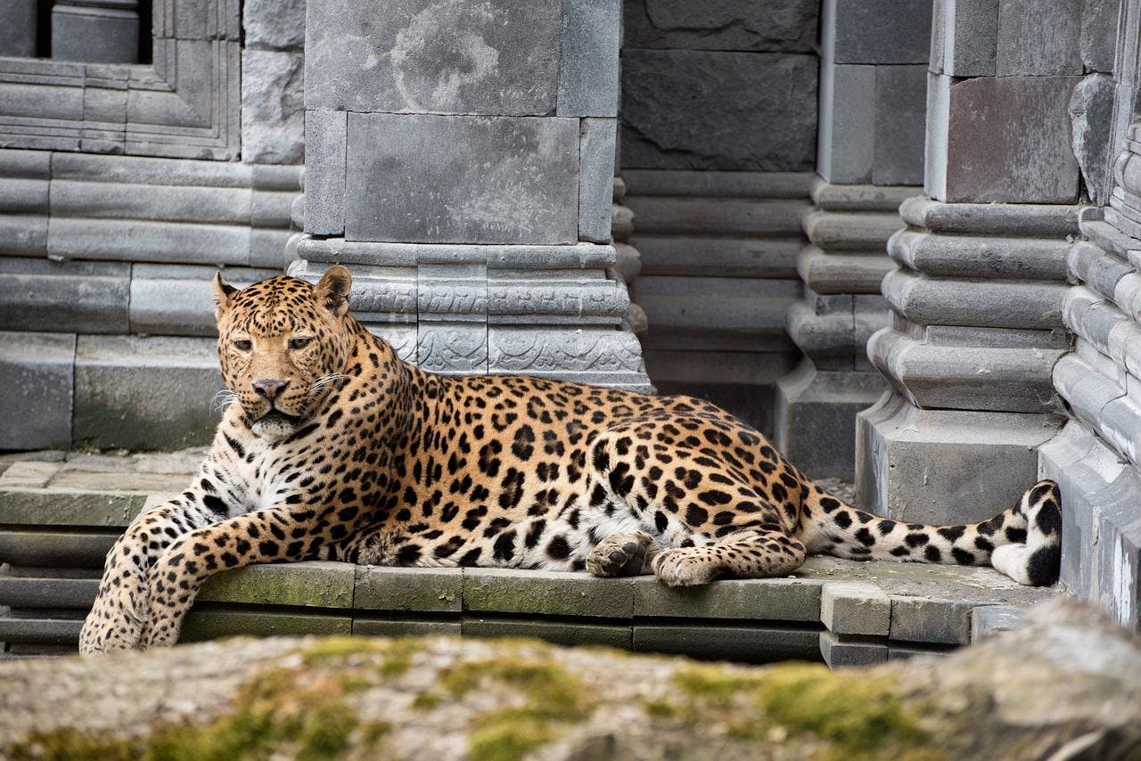 Guépard à Pairi Daiza