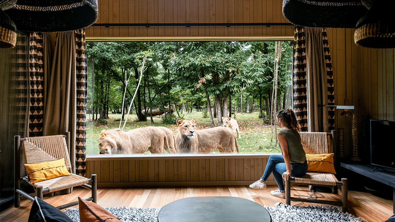 Planete_sauvage_Lodge_Lion_en_famille