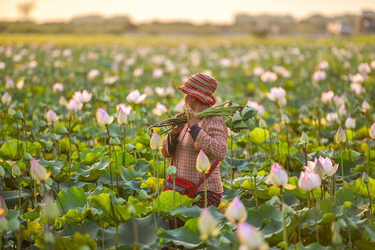 Fermes de Lotus au Cambodge
