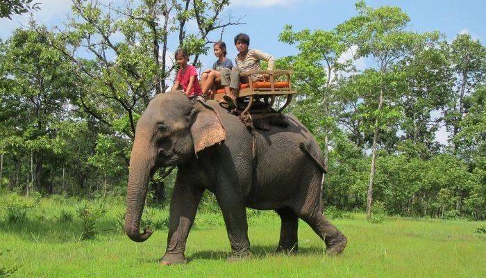 Balade à dos d'éléphant pour familles au Cambodge