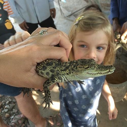 Ferme de crocodiles au Cambodge idéale pour familles