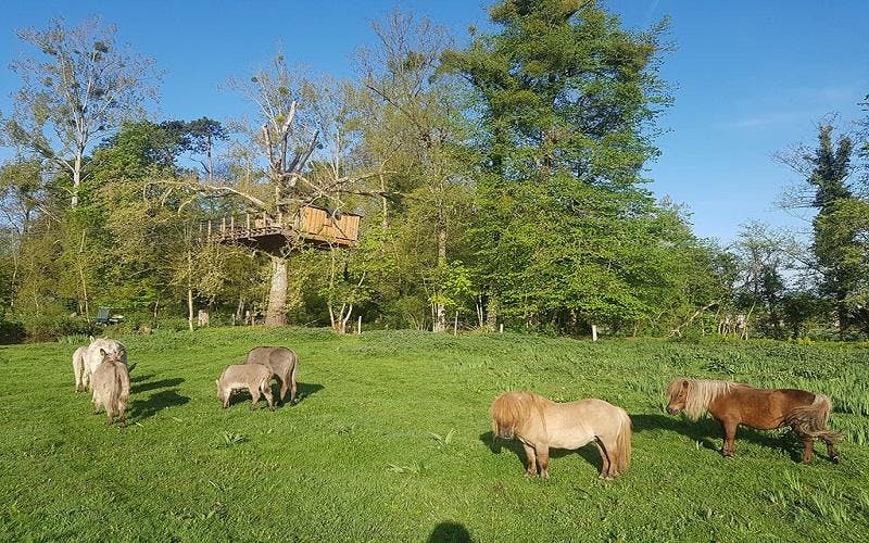 animaux de la ferme en normandie