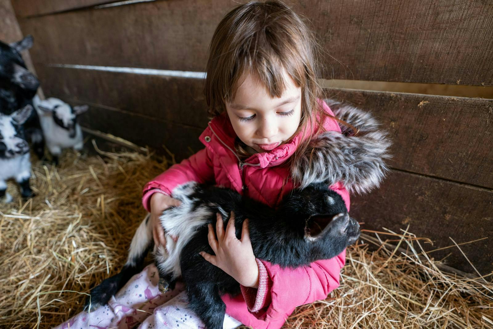 un enfant à la ferme avec des animaux