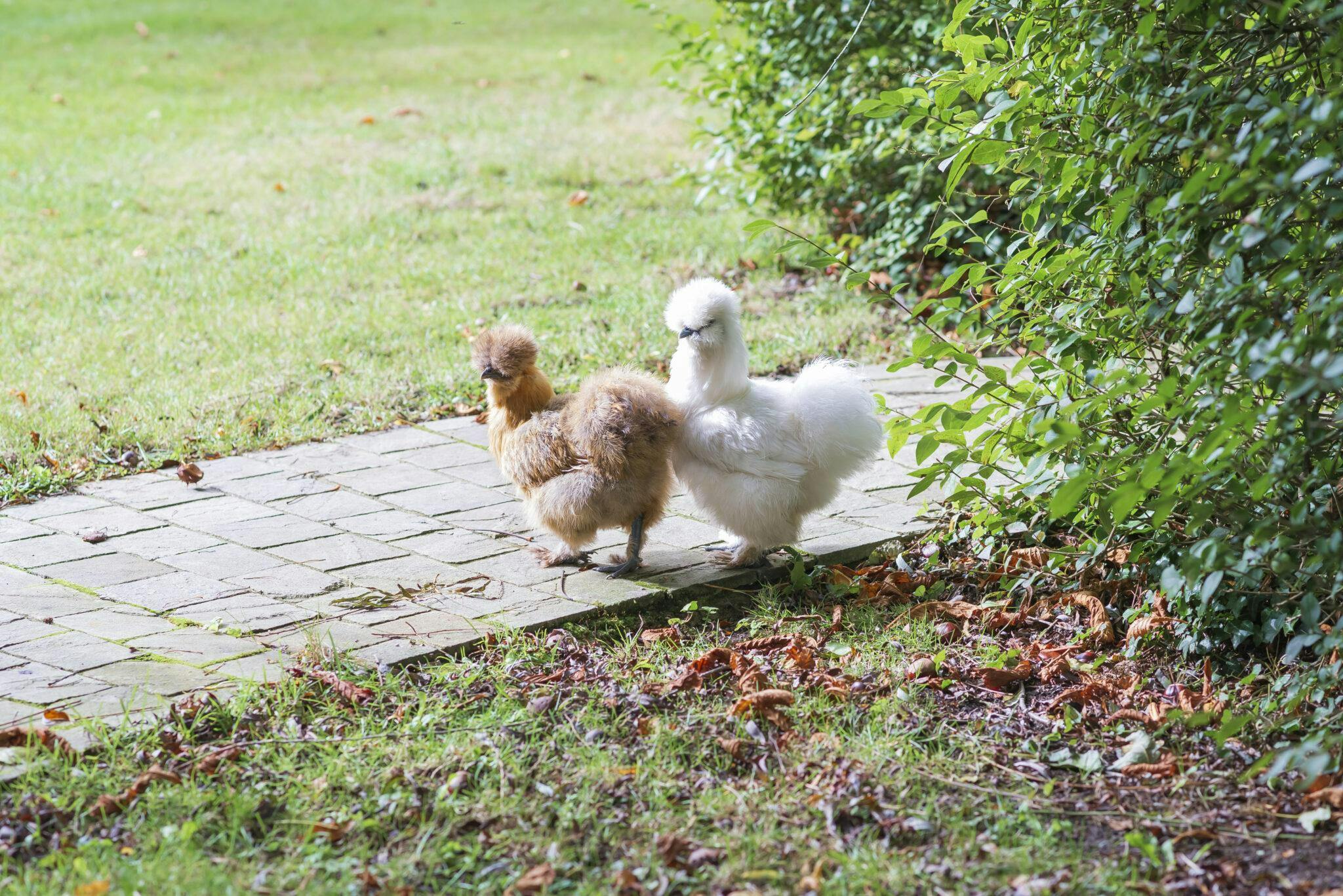 Poules à la ferme de l'Oudon en Normandie
