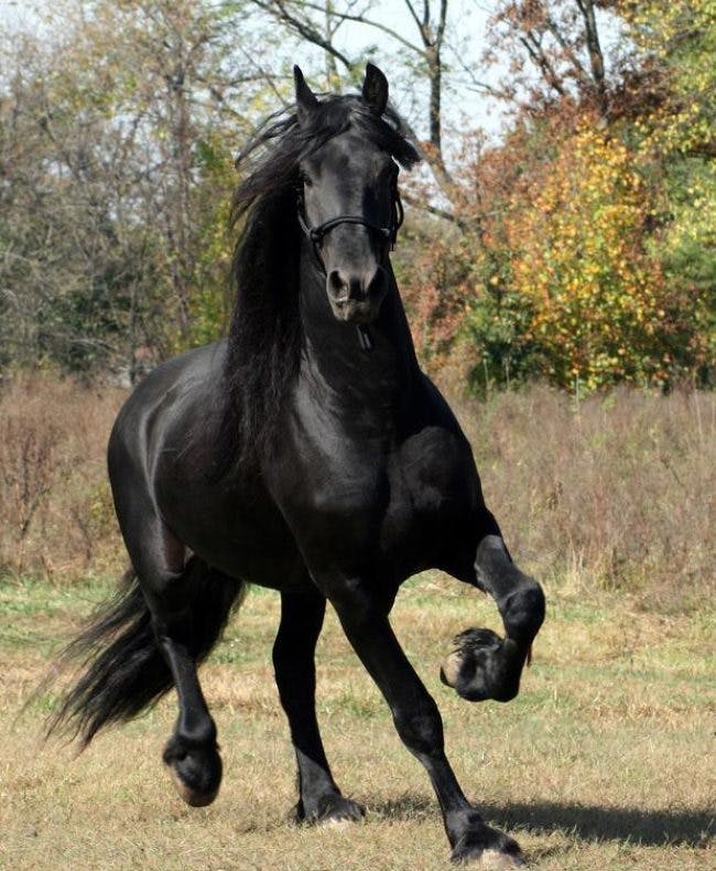 Cheval de la Barbinière
