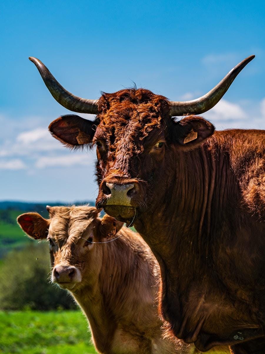 Vaches en normandie