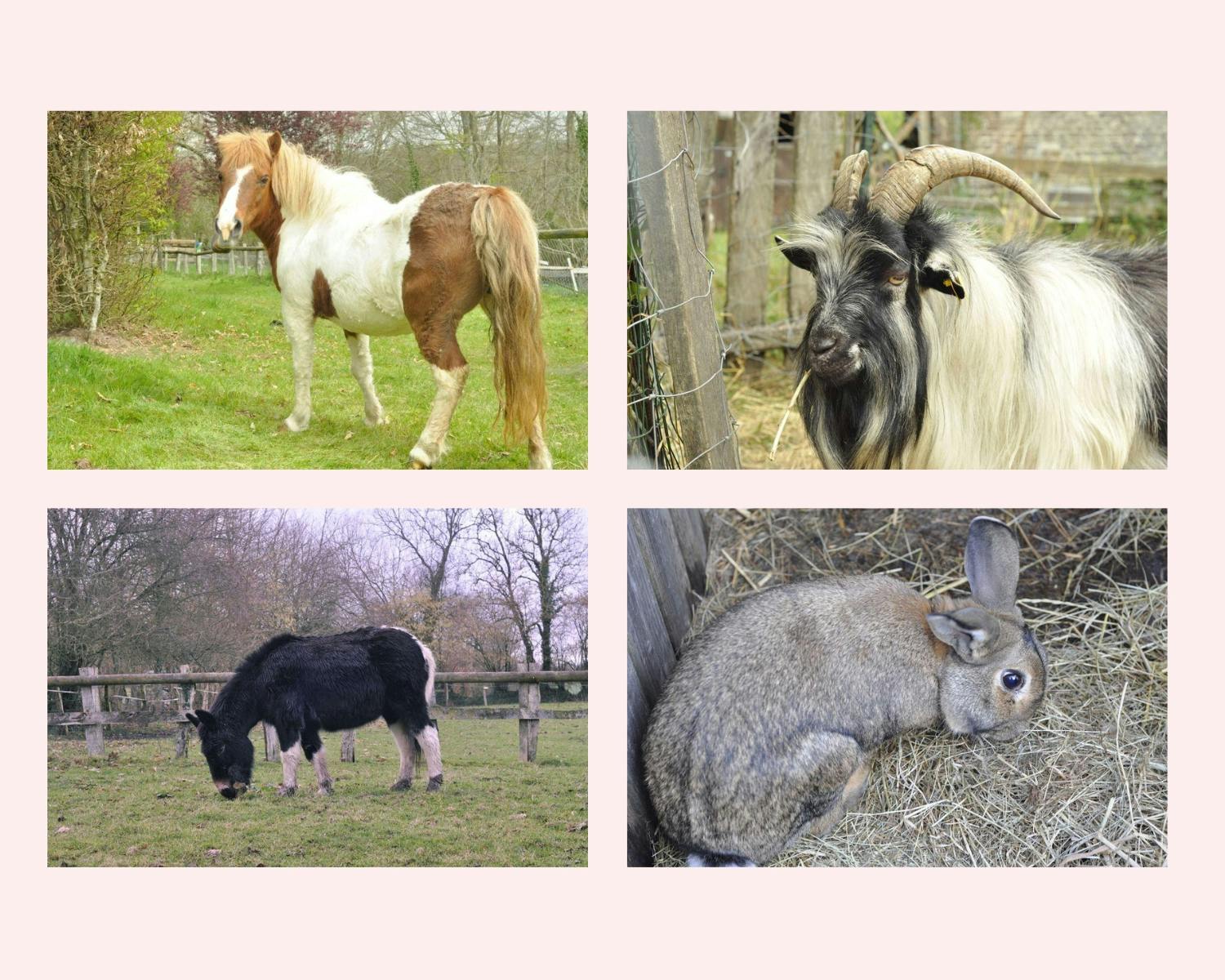 Gîte avec animaux en normandie