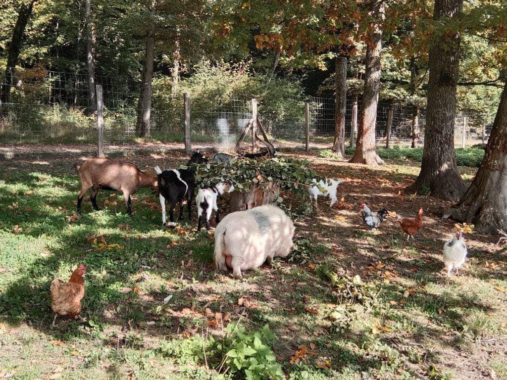 Activité nourrissage des animaux et soigneur