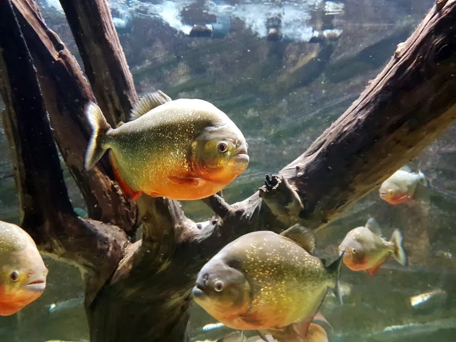 Aquarium des Tropiques (26)