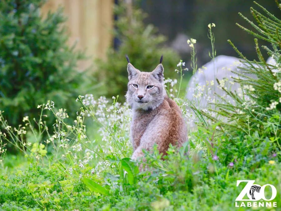 Zoo de Labenne (40)